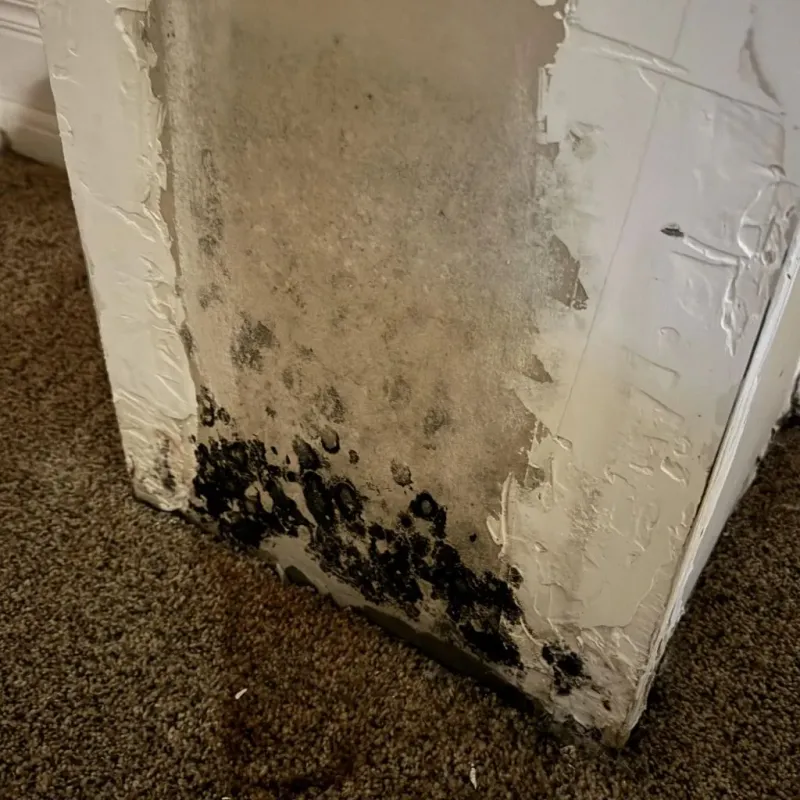 Professional Mold Removal in Camden County, GA